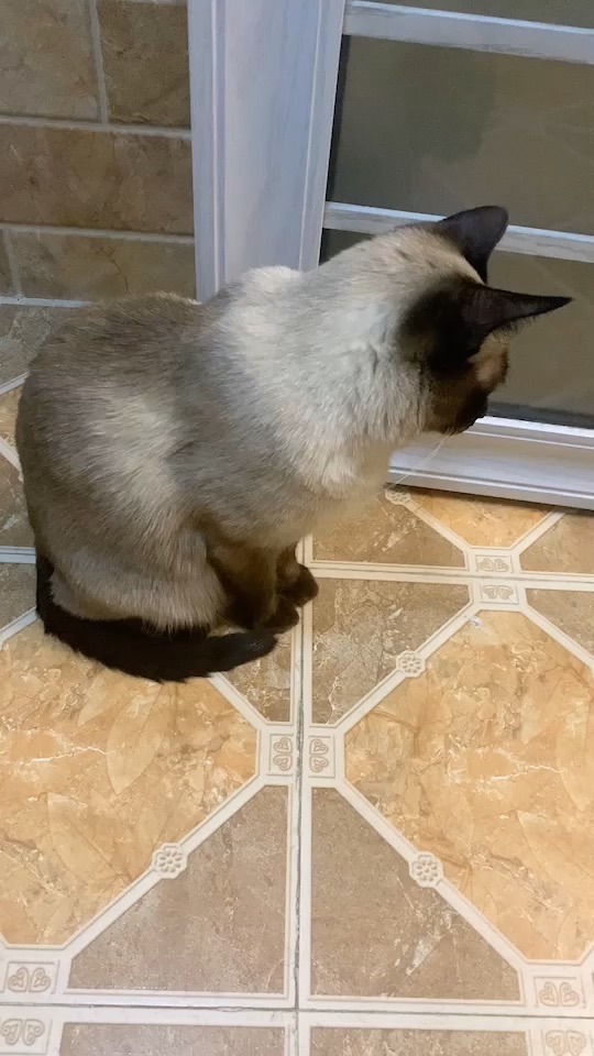 啊该死 给猫剃毛后6个月发现它有变黑猫的潜质nga玩家社区