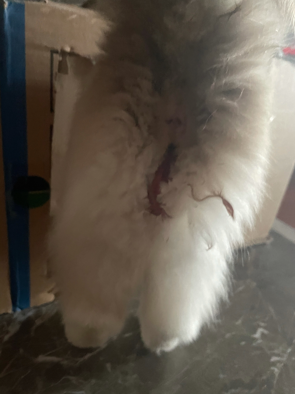 求助]急！救命！我家怀孕母猫下体出血了NGA玩家社区