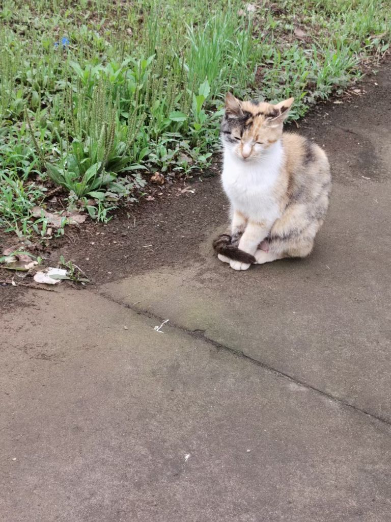 大概有关氵 见到一只傀影猫猫nga玩家社区