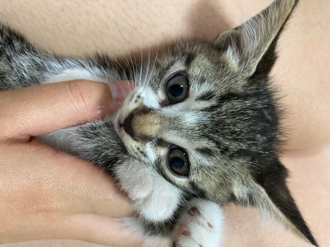 求领养][上海][3只1个月大狸花猫] 178