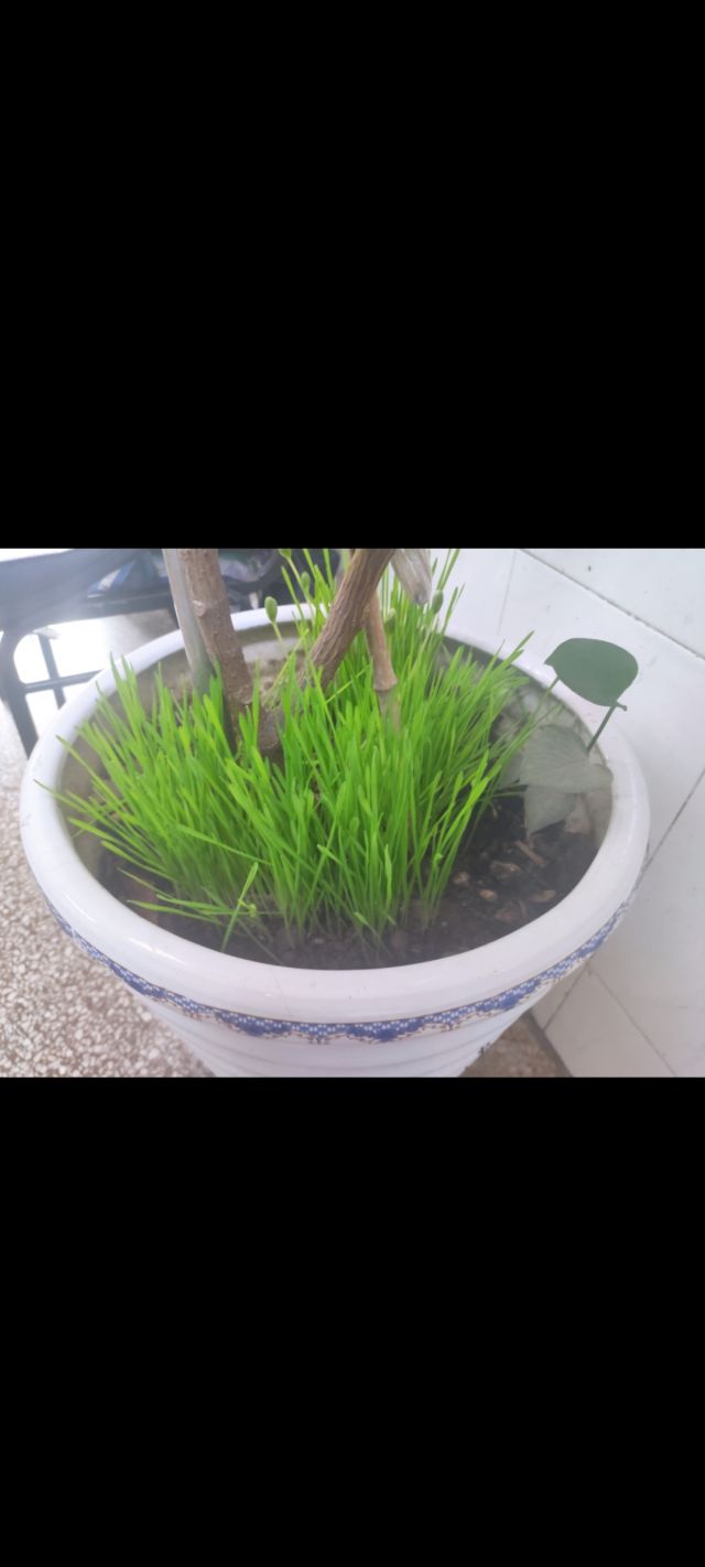 请教种猫草的问题nga玩家社区