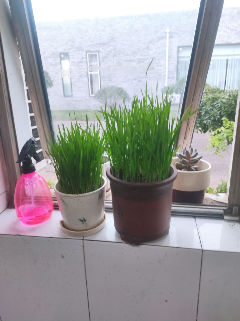 请教种猫草的问题nga玩家社区