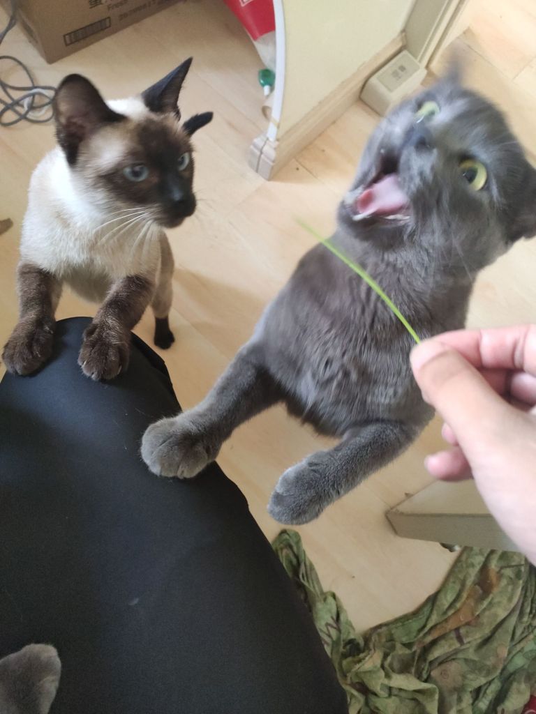 请教种猫草的问题nga玩家社区