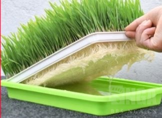 请教种猫草的问题nga玩家社区