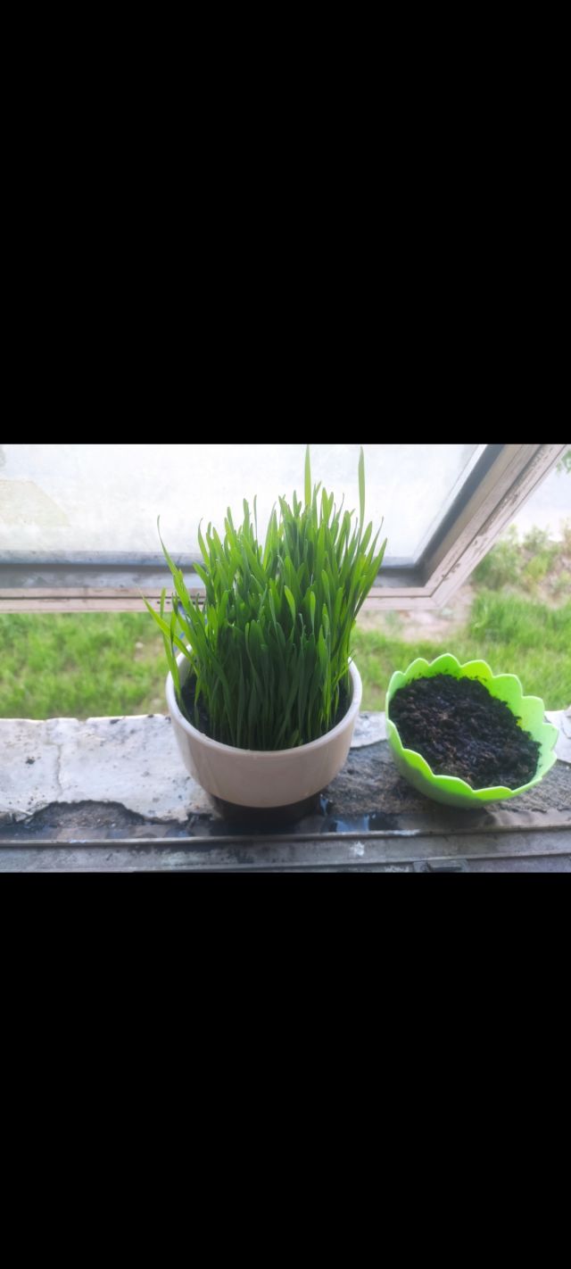 请教种猫草的问题nga玩家社区