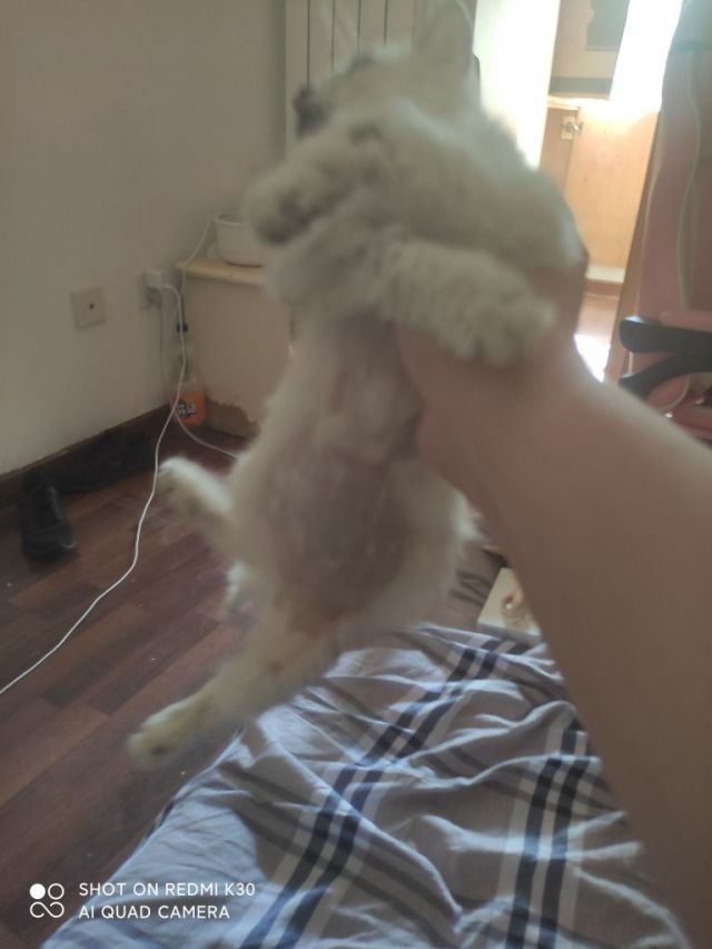 捡来的小猫肚子好大NGA玩家社区