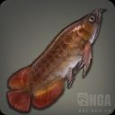 烟波钓徒][补图鉴][钓鱼攻略]CD白鱼u2014u2014图鉴路艰难崎岖之道！全CD白鱼 