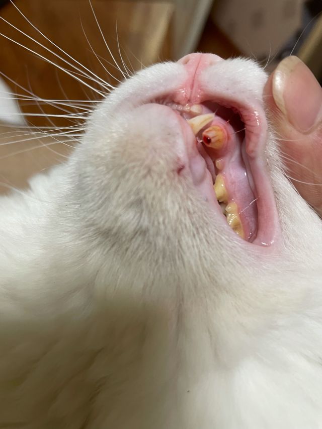 猫咪嗑断断虎牙露了牙髓怎么办 Nga玩家社区