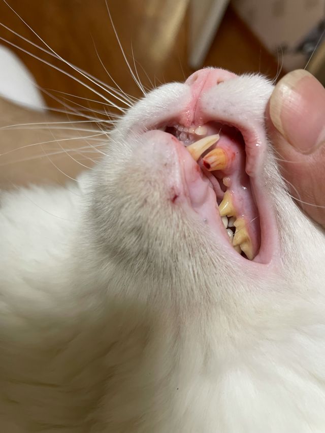 猫咪嗑断断虎牙露了牙髓怎么办 Nga玩家社区
