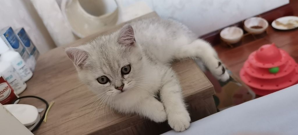 猫上完厕所不埋怎么办呢NGA玩家社区