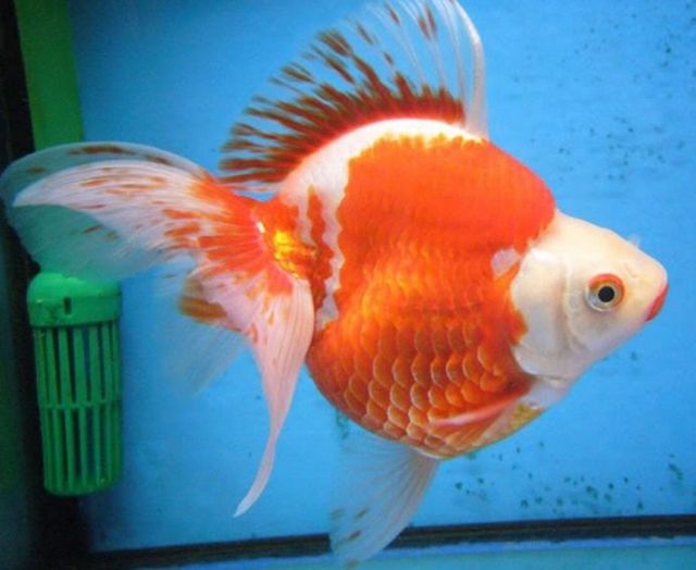 闲聊杂谈 关于稻妻人名地名角色天赋命座的考据 更新神里绫人相关考据 Nga玩家社区 闲聊杂谈 关于稻妻人名地名角色天赋命座的考据 更新神里绫人相关考据 Nga玩家社区