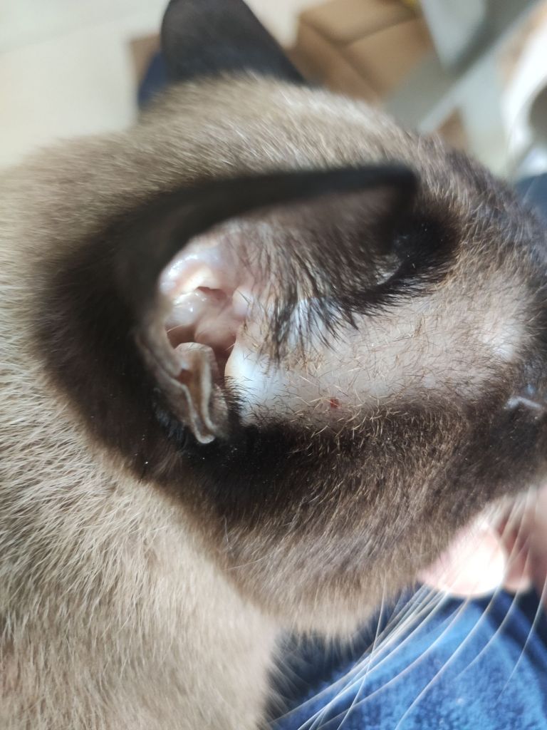 猫猫耳根被它自己挠出血了要关注吗NGA玩家社区