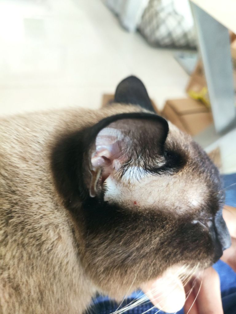 猫猫耳根被它自己挠出血了要关注吗NGA玩家社区