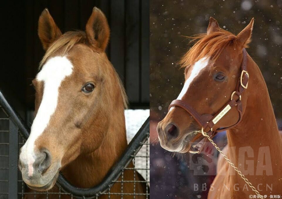 现实考证 完全主观战争 栗毛帅哥ttk 投票选出你认为最帅的栗毛马吧 178