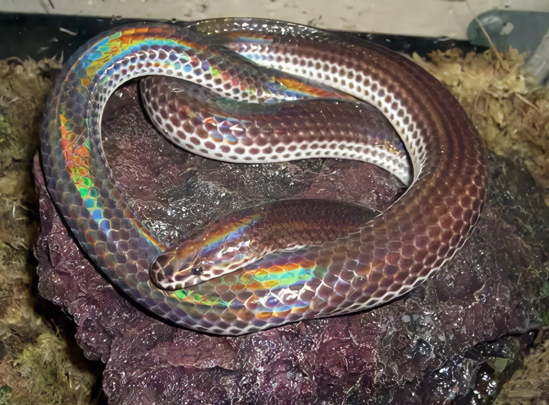 閃 鱗 蛇