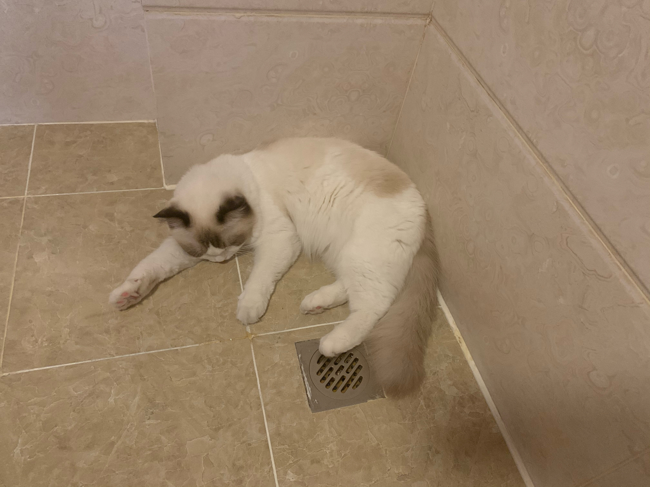 养猫笔记:如何训练小猫使用猫砂盆 - 哔哩哔哩