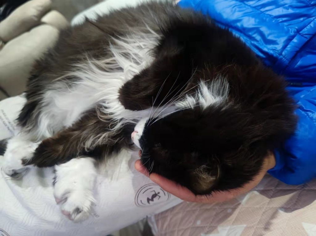 天冷了猫猫开始正面上了nga玩家社区