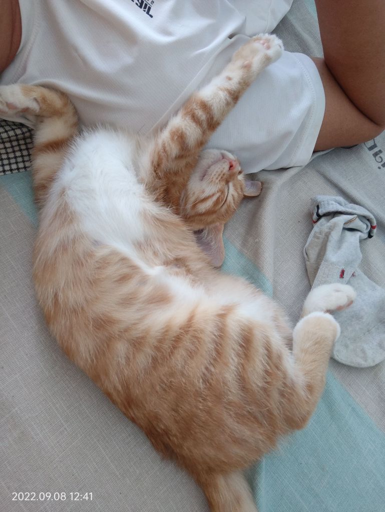你们家的猫大人也是这么睡觉的吗 178 你们家的猫大人也是这么睡觉的吗 178