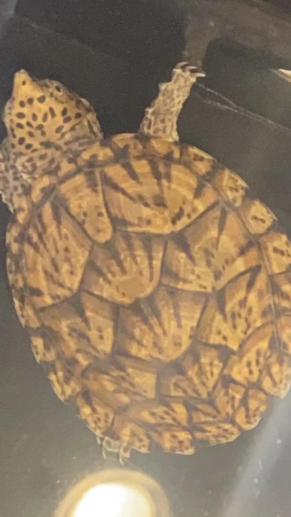 有没有养巨头龟的？