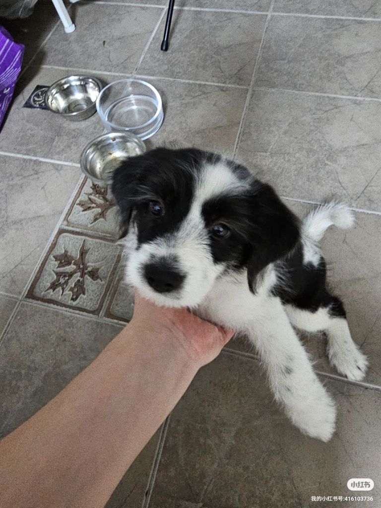 求鉴定小狗品种NGA玩家社区