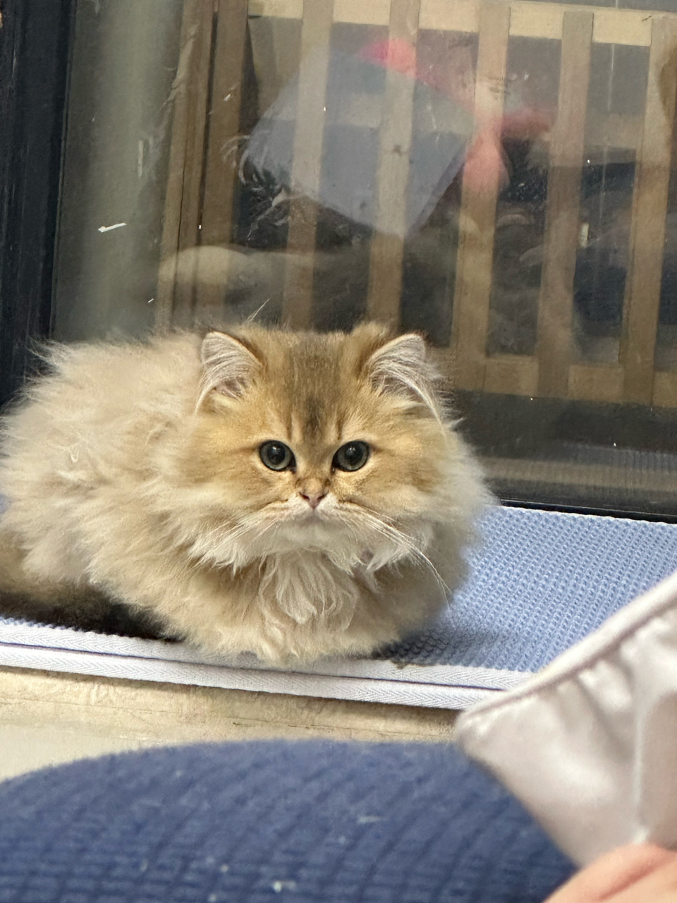 家里养了一只狸花，一只长毛金渐层，一只蓝猫，不得不说还是我大狸花猫