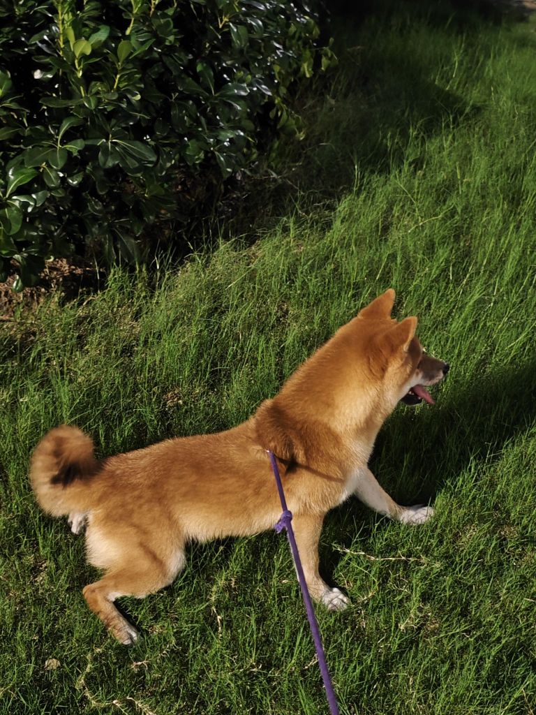 柴犬真的是犬界最蠢的狗了NGA玩家社区