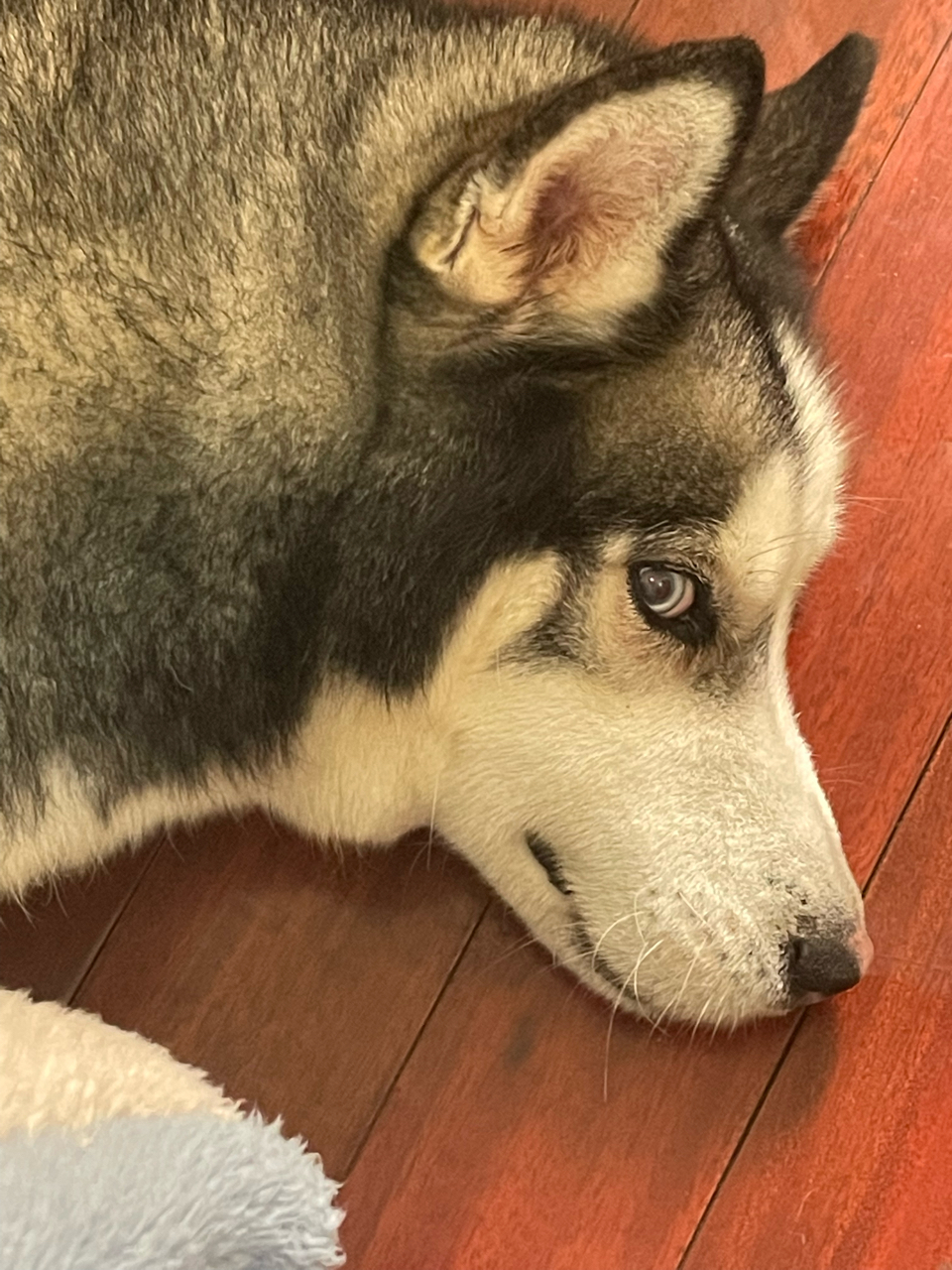 好睿智的眼神178