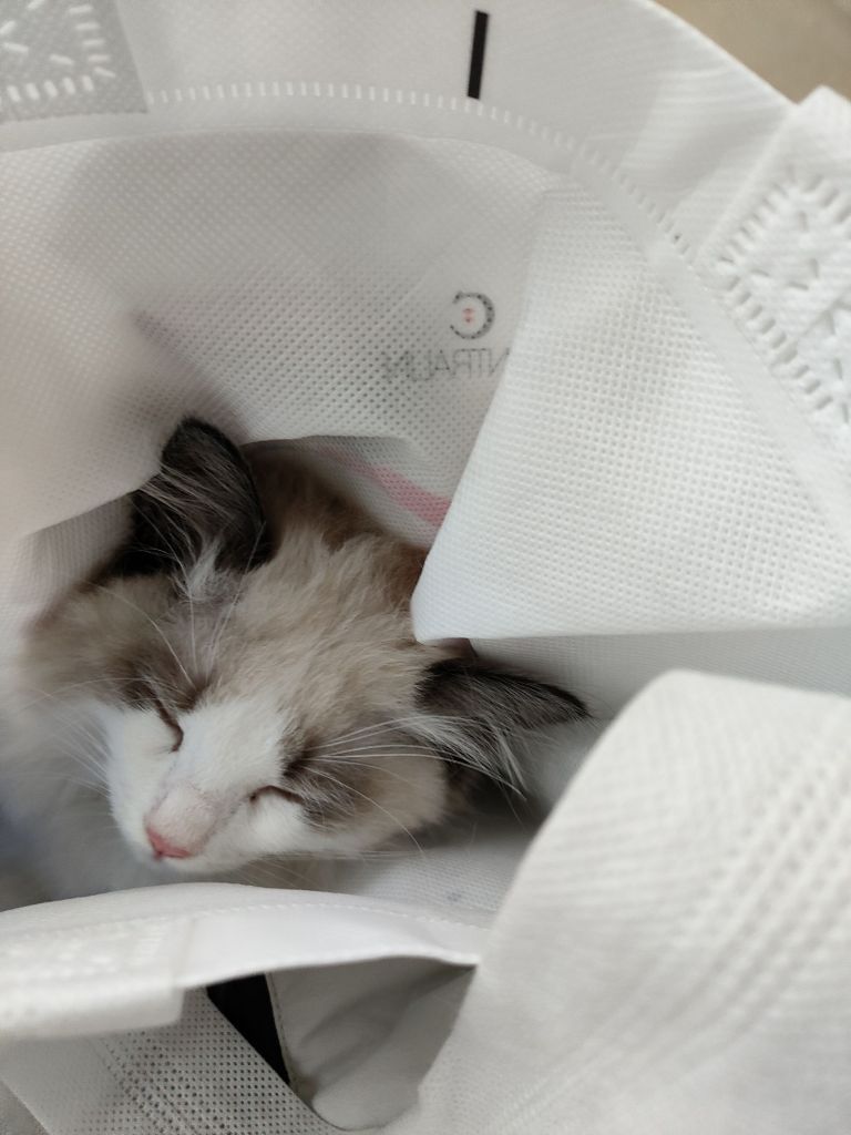 求助][猫猫]养了布偶，有什么要注意的吗NGA玩家社区