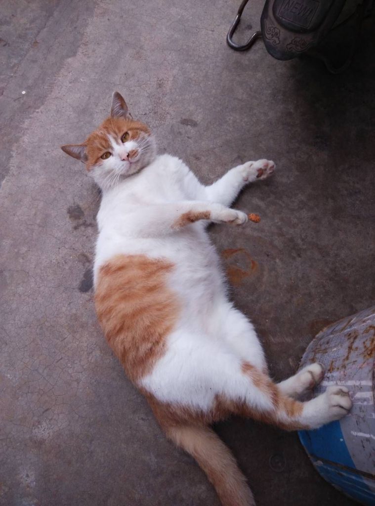 猫片分享] 看到只超可爱的三花猫分享下NGA玩家社区