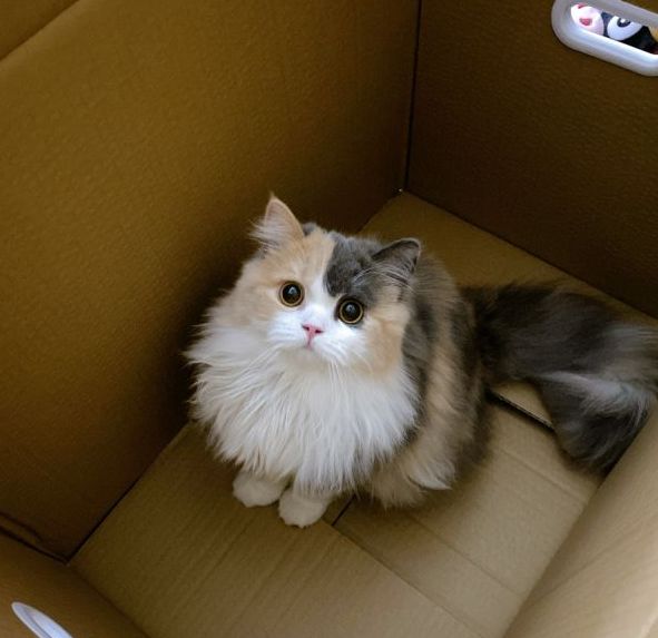 猫片分享] 看到只超可爱的三花猫分享下NGA玩家社区