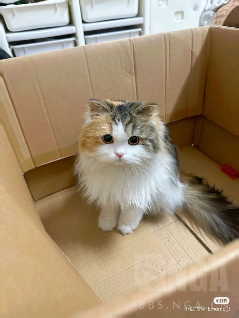 猫片分享] 看到只超可爱的三花猫分享下178