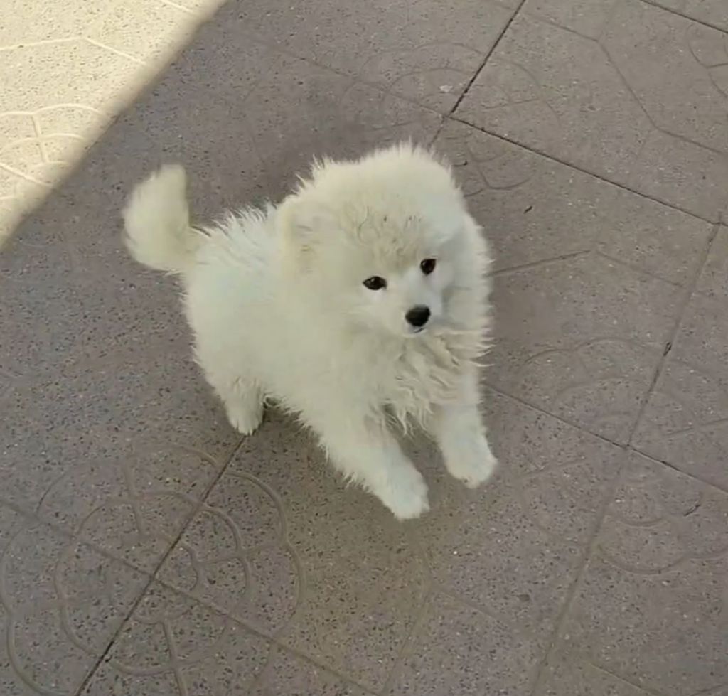 这小狗是啥品种啊178