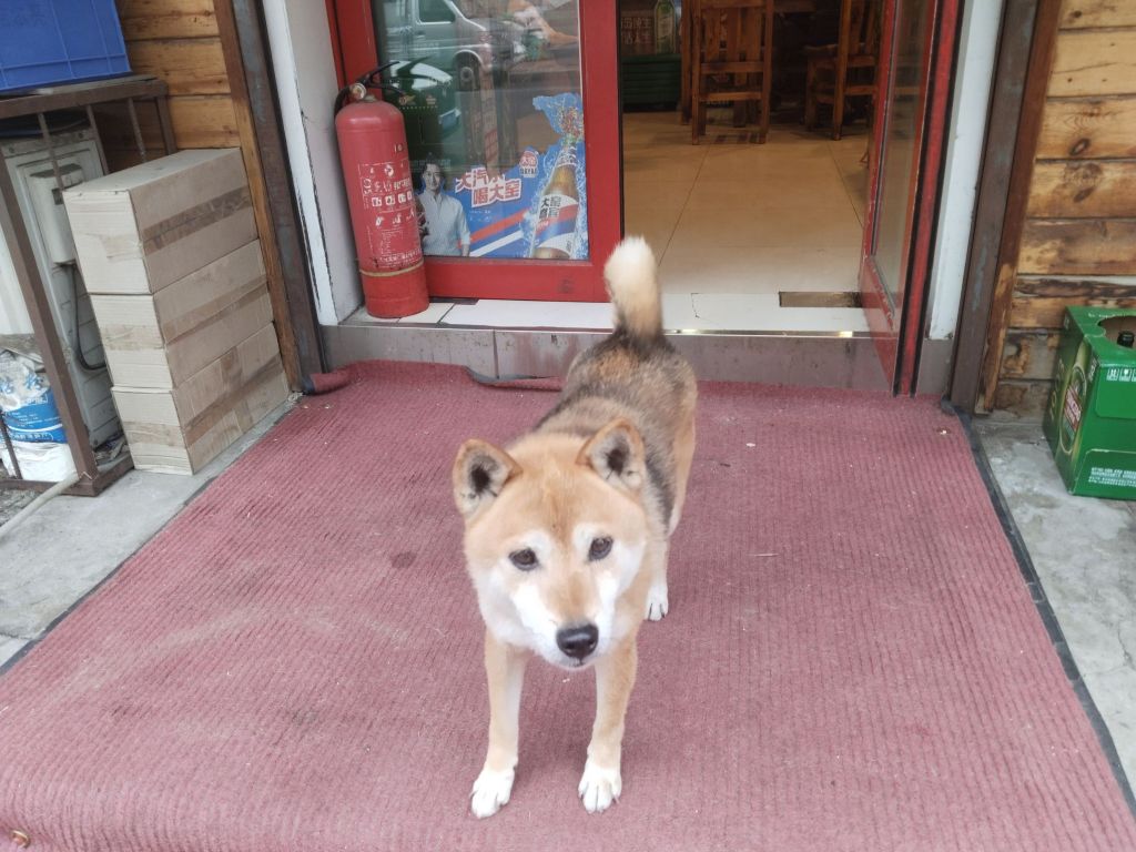 这是柴犬吗？可是他真的好小。 NGA玩家社区