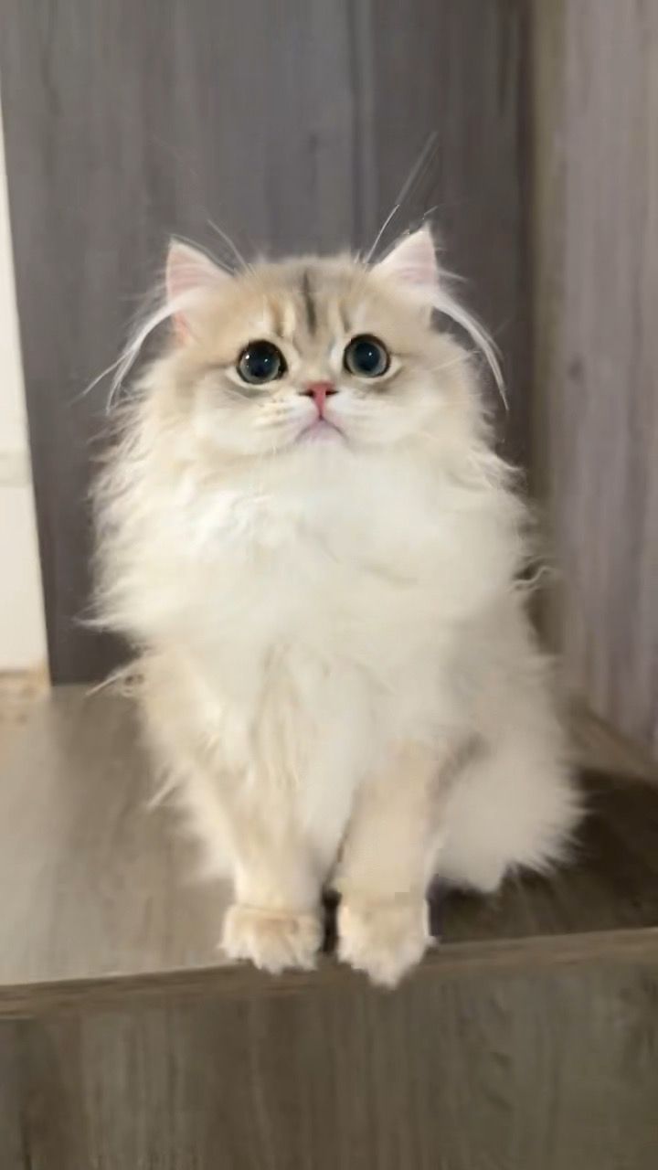 新猫 w-136722-00-00_t1.jpg