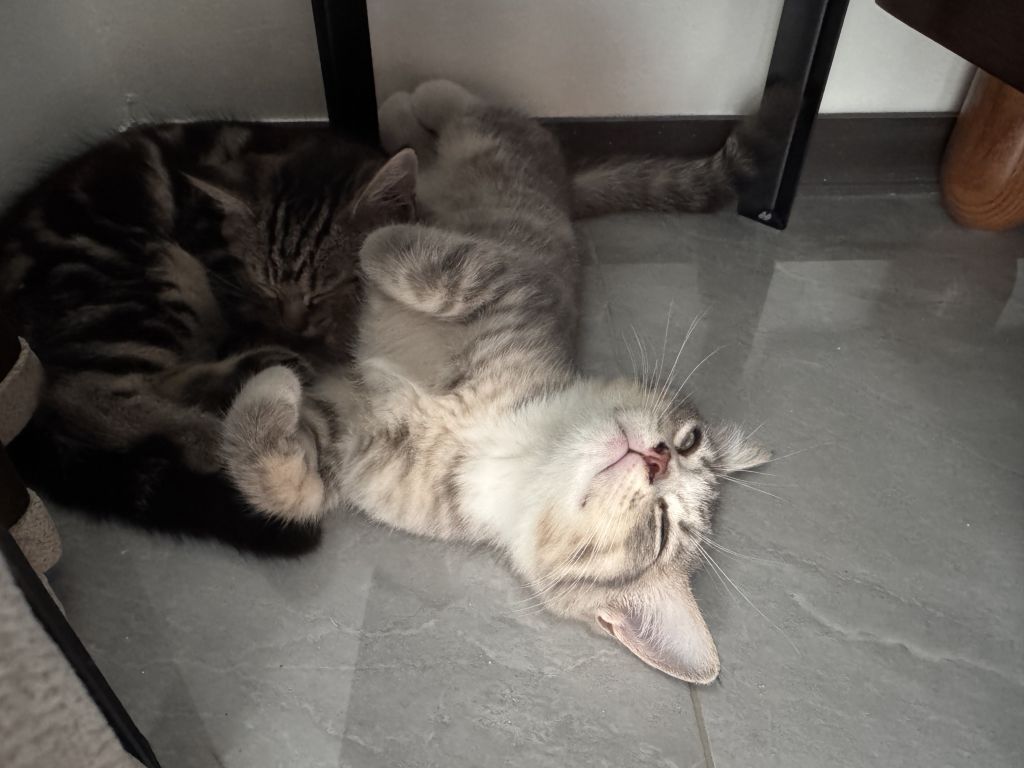 猫猫带回家有一半时间都在睡觉正常吗178