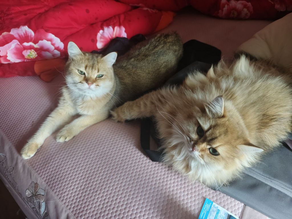 萌猫 长毛猫的欺骗性真的太强了NGA玩家社区