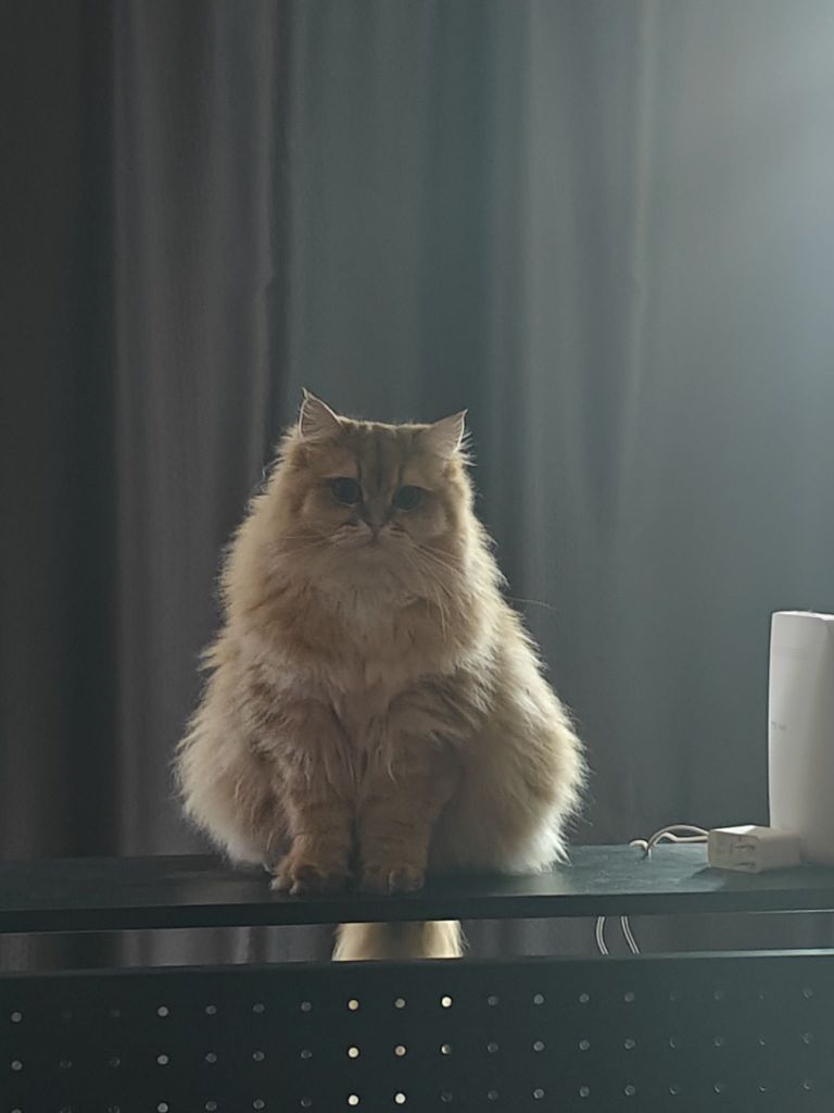 长毛猫的欺骗性真的太强了NGA玩家社区